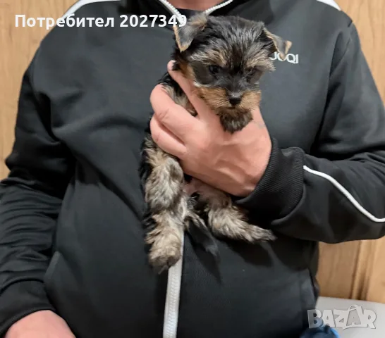 Кученце   йорки , снимка 2 - Йоркширски териер - 56569309