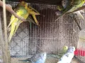 млади вълнисти папагали , снимка 8