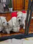 Кученца Лабрадор Ретривър , снимка 6