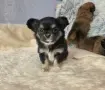 чихуахуа момиченце , снимка 8