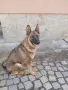 Две момичета немски овчарки!, снимка 16