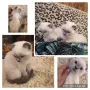 шотландско клепоухо момче колорпойнт , снимка 1