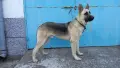 Кученца овчарки , снимка 6