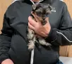 Кученце   йорки , снимка 2