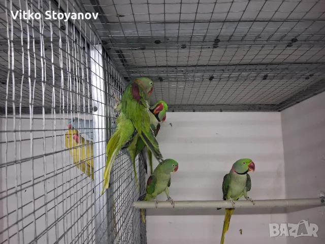 Голям Александър, снимка 3 - Папагали - 56584278