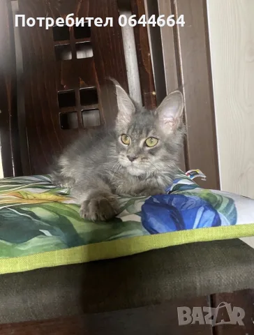Мейн куун породисти котенца, снимка 3 - Мейн кун - 56568614