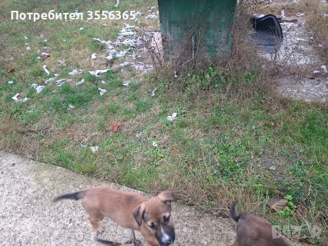 Малки питбулчета, снимка 3 - Питбул - 56652360