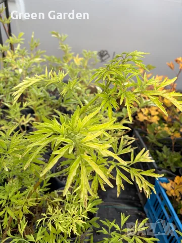 Бъз Sambucus nights “Golden Tower”, снимка 3 - Градински цветя и растения - 54784109