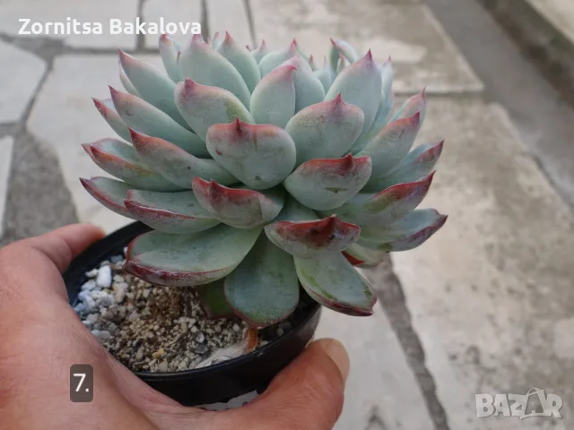 Сукуленти Echeveria различни видове, снимка 14 - Стайни растения - 56716473