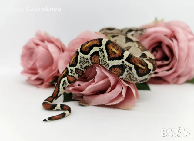 Boa constrictor imperator /Боа удушвач, снимка 5 - Змии - 56737740