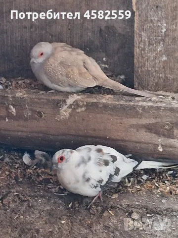 Корели Пойни Вълнисти и др., снимка 8 - Папагали - 56746747