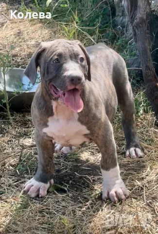 ТОП Американско були ХЛ/ American bully XL, снимка 3 - Други - 56561388