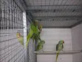 Голям Александър, снимка 3