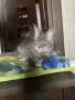 Мейн куун породисти котенца, снимка 3