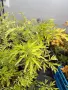 Бъз Sambucus nights “Golden Tower”, снимка 3