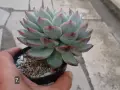 Сукуленти Echeveria различни видове, снимка 14