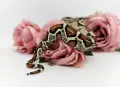 Boa constrictor imperator /Боа удушвач, снимка 5
