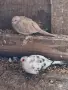 Корели Пойни Вълнисти и др., снимка 8