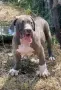 ТОП Американско були ХЛ/ American bully XL, снимка 3