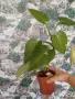 Филодендрон Бяла Принцеса., снимка 3