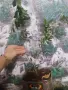 Европейска маслина, снимка 3