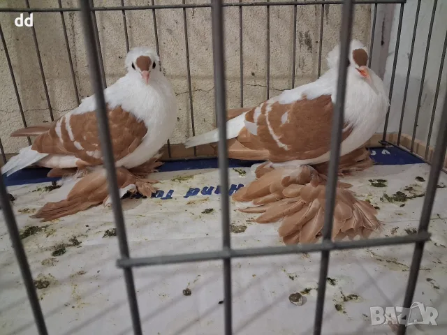 саксонски чайки 