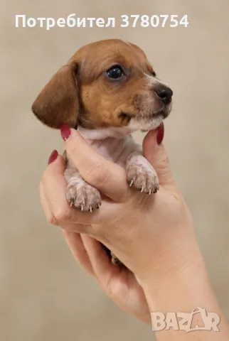 Дакел dachshund , снимка 5 - Дакели - 56691920
