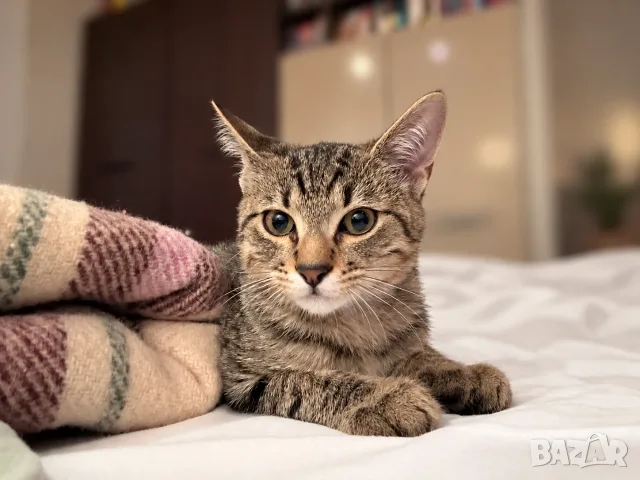 Подарявам котета/Котета търсят дом, снимка 3 - Други - 56457343