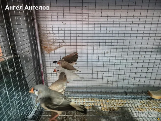 амадини зеброви амадини , снимка 4 - Амадини - 56600584