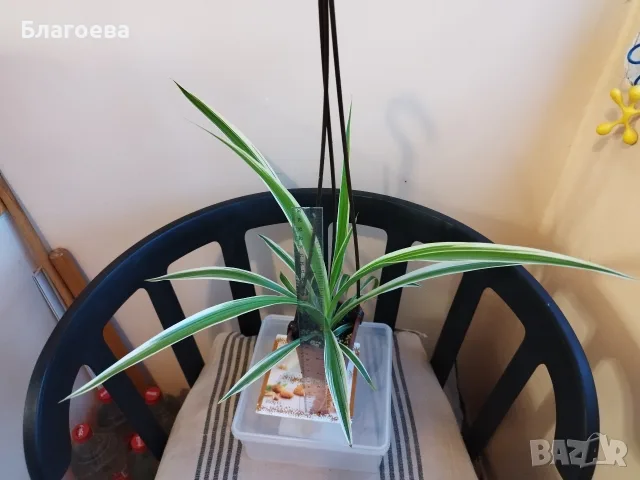 Хлорофитум - стайно растение 3.50 €