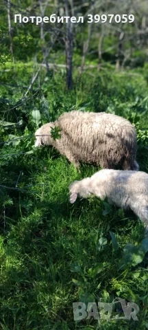 2 коча за продаване, снимка 3 - Овце - 56620317