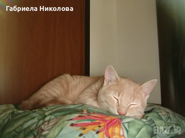 Подарявам коте СПЕШНО , снимка 13 - Други - 56334764