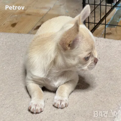 женско Чихуахуа , снимка 3 - Чихуахуа - 56568655