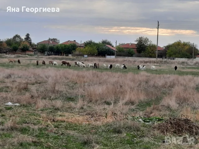Продавам млечни кози , снимка 6 - Кози - 56728605