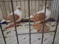 саксонски чайки , снимка 1