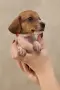Дакел dachshund , снимка 5