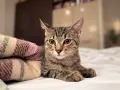 Подарявам котета/Котета търсят дом, снимка 3