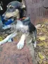 кученце търси приятел, снимка 4