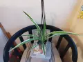 Хлорофитум - стайно растение 3.50 €, снимка 1