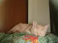 Подарявам коте СПЕШНО , снимка 13