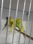 Вълнисти папагали и Корели , снимка 9