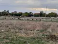 Продавам млечни кози , снимка 6