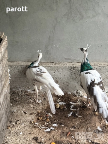 Пауни сребърен x Арлекин, снимка 6 - други­ - 56732657