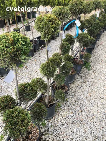 Cupressocyparis leylandii ‘Pon Pon’(Кипарис лейланди пон пон)