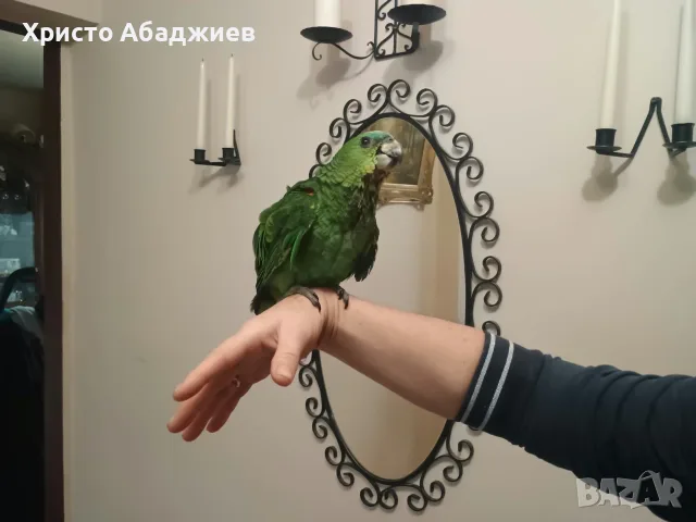 амазона синючела , снимка 3 - Папагали - 56727179
