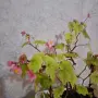 Стайна Бегония Цвете, снимка 1