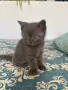 Британски котенца, снимка 5