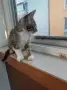 Подаряват се три спасени малки котенца, снимка 6