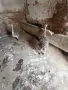 Африкански щраус, снимка 3
