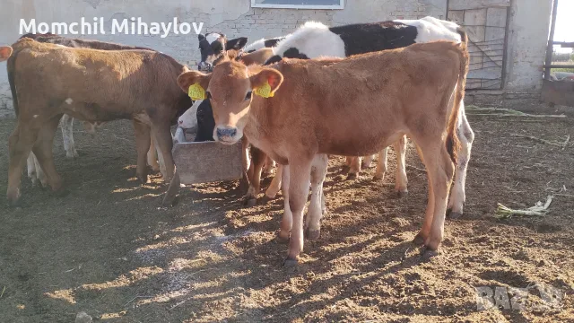 продавам  теле жарсе